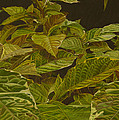 Ready for Spring by Thu Nguyen Ready for Spring by Thu Nguyen