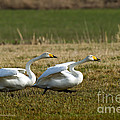 Ready stead go Photograph by Torbjorn Swenelius Ready stead go Photograph by Torbjorn Swenelius