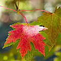 Red And Green Photograph by Steven Ralser Red And Green Photograph by Steven Ralser
