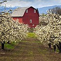 Red Barn Spring by Mike Dawson Red Barn Spring by Mike Dawson