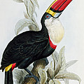 Red-billed Toucan by Edward Lear Red-billed Toucan by Edward Lear