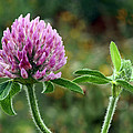 Red Clover by Nikolyn McDonald Red Clover by Nikolyn McDonald