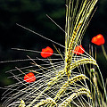 Red Corn Poppies by Heiko Koehrer-Wagner Red Corn Poppies by Heiko Koehrer-Wagner