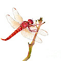 Red Dragonfly Painting by Amy Kirkpatrick Red Dragonfly Painting by Amy Kirkpatrick
