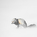 Red Fox in Winter Storm Photograph by Bill Cubitt Red Fox in Winter Storm Photograph by Bill Cubitt