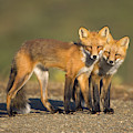 Red Fox Siblings in Denali Photograph by Yva Momatiuk John Eastcott Red Fox Siblings in Denali Photograph by Yva Momatiuk John Eastcott