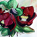 Red Helleborous by Karin Dawn Kelshall- Best Red Helleborous by Karin Dawn Kelshall- Best