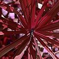 Red Leaves by Michelle Meenawong Red Leaves by Michelle Meenawong