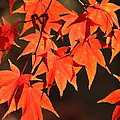 Japanese Maple Leaves in Fall Photograph by Valerie Collins Japanese Maple Leaves in Fall Photograph by Valerie Collins