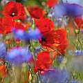 Red Poppies in the Maedow Photograph by Heiko Koehrer-Wagner Red Poppies in the Maedow Photograph by Heiko Koehrer-Wagner