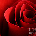 Red rose macro by Johan Swanepoel Red rose macro by Johan Swanepoel