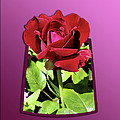 Red Rose by Thomas Woolworth Red Rose by Thomas Woolworth