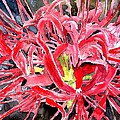 Red Spider Lily Flower Painting by Derek Mccrea Red Spider Lily Flower Painting by Derek Mccrea