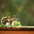 Red Squirrel Scratching Photograph by Onyonet Photo Studios Red Squirrel Scratching Photograph by Onyonet Photo Studios