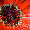 Red Symphony by Karen Wiles Red Symphony by Karen Wiles