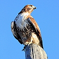 Red-tailed Hawk . 40d10167 by Wingsdomain Art and Photography Red-tailed Hawk . 40d10167 by Wingsdomain Art and Photography