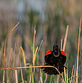 Red-winged Blackbird Displaying Photograph by Onyonet Photo Studios Red-winged Blackbird Displaying Photograph by Onyonet Photo Studios