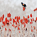 Red Winged Blackbird On Sumac Photograph by Steven Ralser Red Winged Blackbird On Sumac Photograph by Steven Ralser