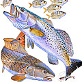 Redfish Trout Painting by Carey Chen Redfish Trout Painting by Carey Chen