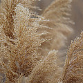 Redish Brown Feathery River Plants Photograph by Jackie Farnsworth Redish Brown Feathery River Plants Photograph by Jackie Farnsworth