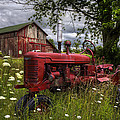 Reds in the Pasture by Debra and Dave Vanderlaan Reds in the Pasture by Debra and Dave Vanderlaan