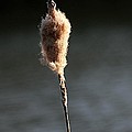 Reed In The Sunset by Jeremy Hayden Reed In The Sunset by Jeremy Hayden
