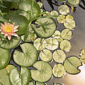 Reflected Light upon Flowering Water Lilies Photograph by Jason Politte Reflected Light upon Flowering Water Lilies Photograph by Jason Politte