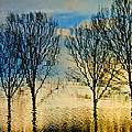 Reflections Photograph by Adriana Zoon Reflections Photograph by Adriana Zoon