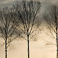 Reflections in grey II Photograph by Adriana Zoon Reflections in grey II Photograph by Adriana Zoon