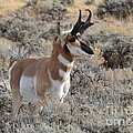 Regal Patriarch Photograph by Dorrene BrownButterfield Regal Patriarch Photograph by Dorrene BrownButterfield