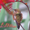 Resting humming bird  by Kim Mobley