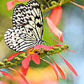 Rice Paper Butterfly In The Garden by Sabrina L Ryan Rice Paper Butterfly In The Garden by Sabrina L Ryan