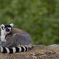 Ring-tailed Lemur Resting On Rocks Photograph by Pete Oxford Ring-tailed Lemur Resting On Rocks Photograph by Pete Oxford