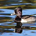 Rings around Ring-necked Duck by Andrew McInnes Rings around Ring-necked Duck by Andrew McInnes