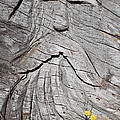 Rip Van Winkle Photograph by Tikvah's Hope Rip Van Winkle Photograph by Tikvah's Hope