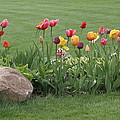 Tulip and Hosta Garden Photograph by Valerie Collins Tulip and Hosta Garden Photograph by Valerie Collins