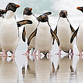 Rockhopper Penguin Emerging Photograph by Heike Odermatt Rockhopper Penguin Emerging Photograph by Heike Odermatt