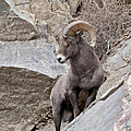 Rocky Mountain Big Horn Sheep Ram by Gary Langley Rocky Mountain Big Horn Sheep Ram by Gary Langley