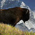 Rocky Mountain Buffalo by Daniel Eskridge Rocky Mountain Buffalo by Daniel Eskridge