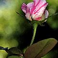 Rose Bud Digital Art by Kirt Tisdale Rose Bud Digital Art by Kirt Tisdale
