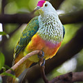 Rose-crowned Fruit-dove Australia Photograph by Martin Willis Rose-crowned Fruit-dove Australia Photograph by Martin Willis