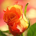 Rose on pink background II Photograph by Amanda Mohler Rose on pink background II Photograph by Amanda Mohler