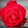 Rose_0222 by Joseph Marquis Rose_0222 by Joseph Marquis