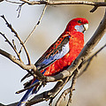 Crimson Rosella 1 - Australia Photograph by Steven Ralser Crimson Rosella 1 - Australia Photograph by Steven Ralser