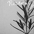 Rosemary by Linda Woods Rosemary by Linda Woods