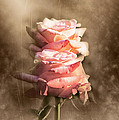 Roses Photograph by Stefano Senise Roses Photograph by Stefano Senise