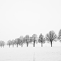Row of bare trees in minimal winter landscape Photograph by Matthias Hauser