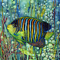 Royal Angelfish Painting by Hailey E Herrera Royal Angelfish Painting by Hailey E Herrera