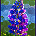 Royal Purple Lupine Flower Abstract Art Painting by Omaste Witkowski Royal Purple Lupine Flower Abstract Art Painting by Omaste Witkowski