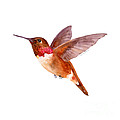 Rufous Hummingbird Painting by Amy Kirkpatrick Rufous Hummingbird Painting by Amy Kirkpatrick